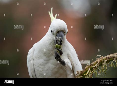 Sulphur Crested Cockatoo Cacatua Galerita Adult Bird Feeding On Fruit