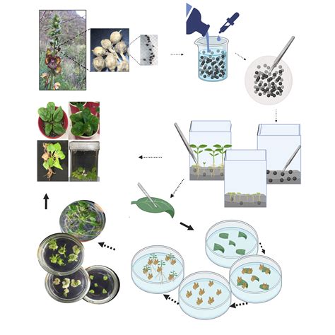 Plant tissue culture | BioRender Science Templates