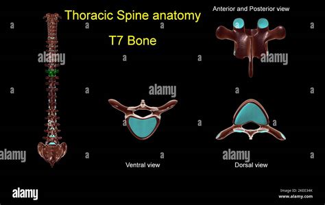 Thoracic spine T 7 bone anatomy for medical concept 3D Illustration ...