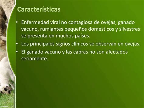 Virus De La Lengua Azul Ppt Descarga Gratuita