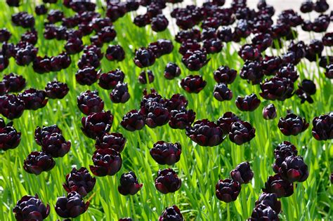 Black Tulips