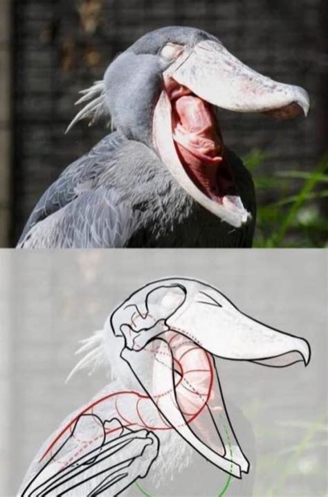 Angry Shoebill