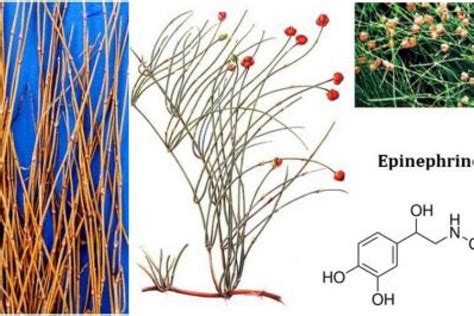 Ma HoÀng DĐvn Iv ChuyÊn LuẬn DƯỢc LiỆu Herba Ephedrae