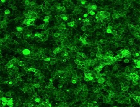 Stable Cell Lines – cells-online.com