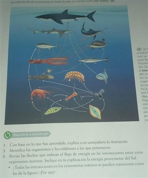 Todas Las Interacciones En Los Ecosistemas Marinos Se Pueden