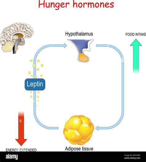 Brain Control Of Food Intake Stock Vector Images Alamy