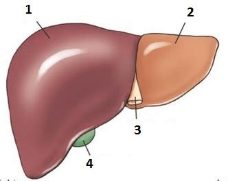 Anatomy Chp Biliary Tract And Upper Gi System Flashcards Quizlet