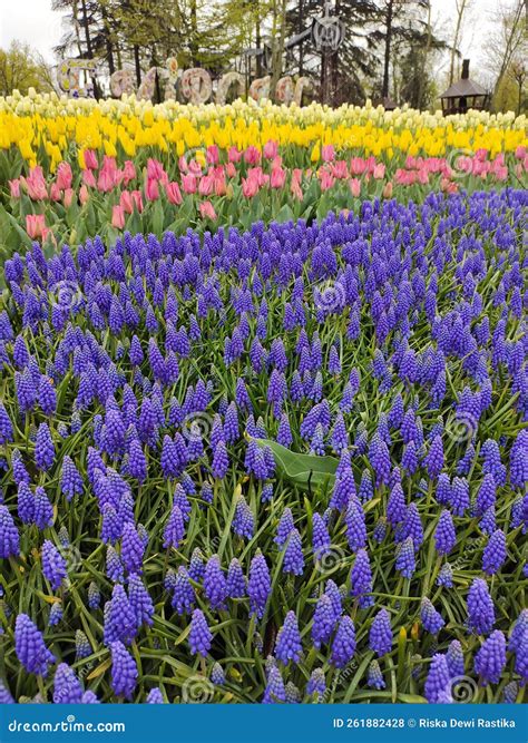 Colorful Flower Fields in Turkey Stock Photo - Image of turkey, fields: 261882428