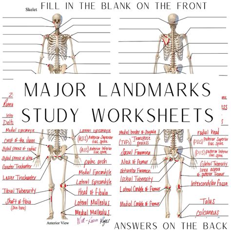 Skeletal System Major Landmarks Bony Landmarks Anatomy And Physiology