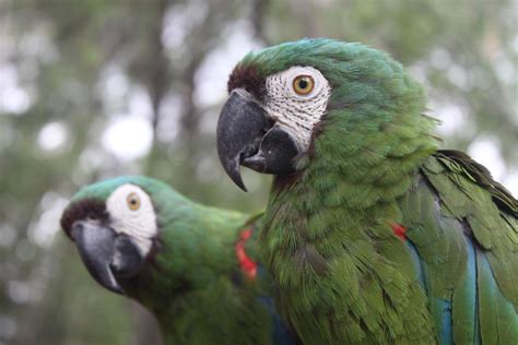 Guide to Mini Macaws as Pets