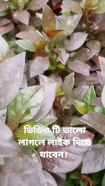 বনরুপা নার্সারি। মিরসরাই। এম ইকবাল ফারুক। Religion Beautifulplants