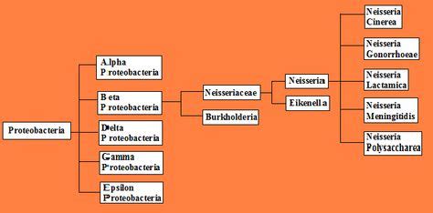 Kingdom: Bacteria Phylum: Proteobacteria Class: Betaproteobacteria Order: Neisseriales Family ...