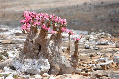 La Rose Du D Sert Une Plante D Int Rieur Facile Hortus Focus I Mag