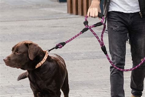 Y Servicios Na Correa De Nailon Para Entrenamiento De Perro Con