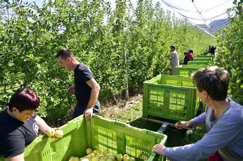 Na E Vo E I Irf Zajedno U Razvoju Najve E Planta E Jabuka U Crnoj Gori