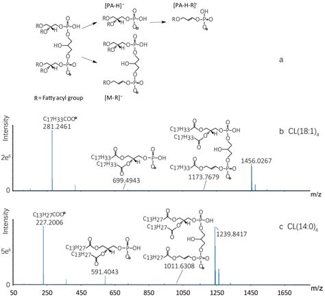 Molecules Free Full Text Sex Differences Of Cardiolipin In Tissue