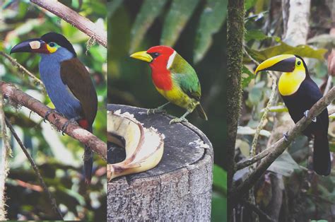 Birding Tour Mindo The best Bidwatching Tour in the Cloud Forest Ecuador