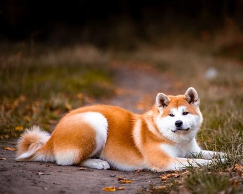 秋田犬の特徴や性格をご紹介！歴史や寿命、飼い方もまとめて解説 Nademo なでも ペットメディア