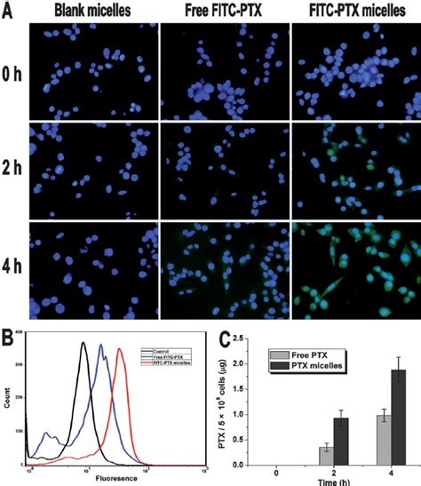 Cellular Uptake Of PTX Micelles A Fluorescent Images Of Cells