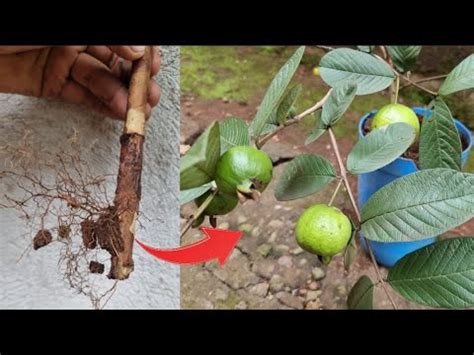 Propagaci N De Rbol De Guayaba Mediante Acodo Aereo Guayaba Con