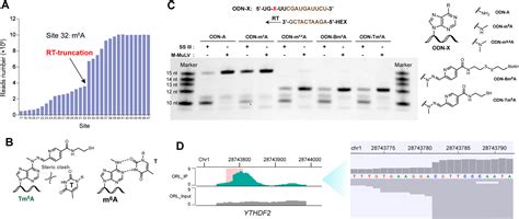 Transcriptome Wide Profiling Of N6 Methyladenosine Via A Selective