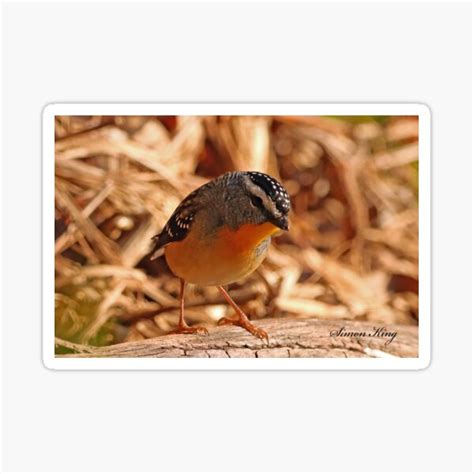 Spotted Pardalote Sticker For Sale By Hotmaleok Redbubble