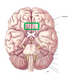 Neuroanatomie SNP Flashcards Quizlet