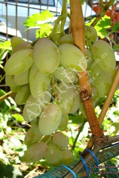 Виноград Тимур - Купить саженцы - Цена - Описание - Фото | Экзотический ...