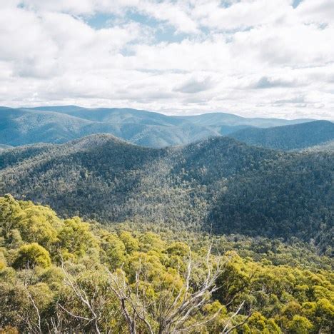 The Best Springbrook National Park Hikes and Waterfalls - Beyond Wild ...