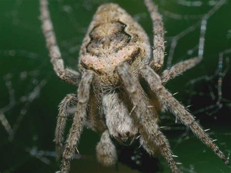 New York Spiders Pictures And Identification Help Green Nature