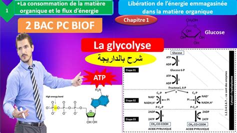 La Glycolyse Svt Bac Pc Option Fran Ais Biof Youtube