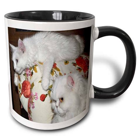 Van Cat and Persian Cat - cats, white cats, turkish van cat, persian
