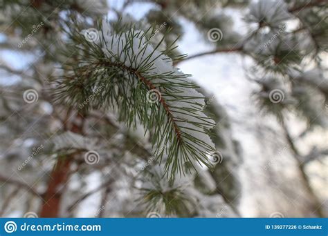 Neve Nos Ramos De Um Pinheiro Na Natureza Foto De Stock Imagem De