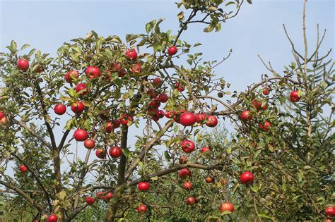 W jakim celu przycina się drzewa i krzewy owocowe Drzewa krzewy