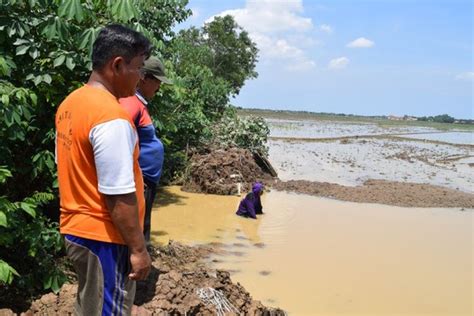 Ribuan Hektare Sawah Di Indramayu Terancam Tanggul Jebol