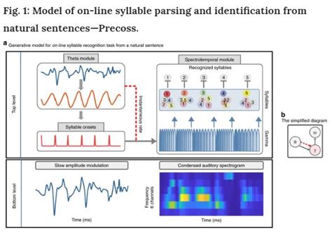 Unocero Este Nuevo Modelo Neuronal Puede Predecir El Habla