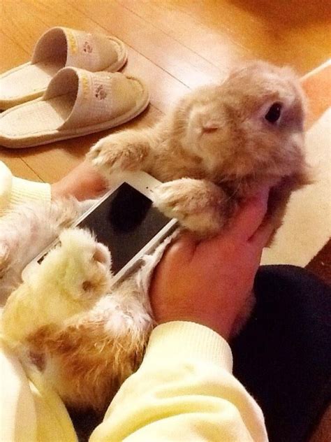 Don't Use Real Rabbits As Your Smartphone Case | Kotaku Australia