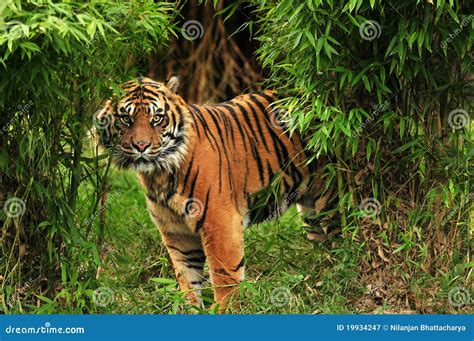 Scary Tiger in the woods stock image. Image of angry - 19934247