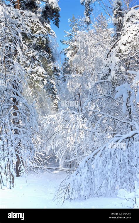 Winter landscape with frozen trees Stock Photo - Alamy