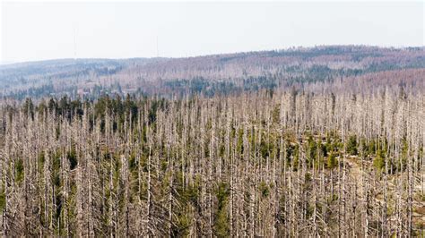 Tote Bäume rund um den Brocken Waldsterben im Harz wetter de