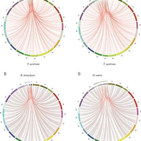 Synteny Analysis Of Rlk Genes This Graph Displays Syntenic Maps Among