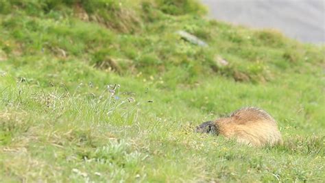 Marmot, Marmota Marmota, Beautiful Animal In The Grass With Nature Rock ...