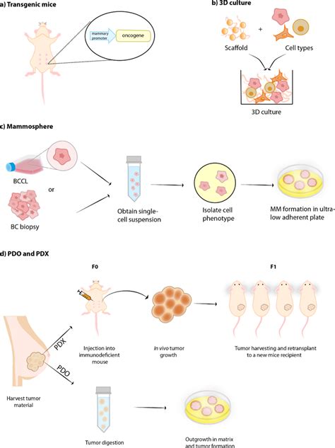 Simplified representation of breast cancer (BC) models generation. (a ...