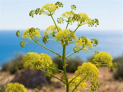 What is Fennel? – Rumi Spice