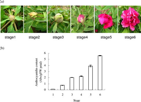 Figure 1 From Molecular Characterization And Expression Analysis Of