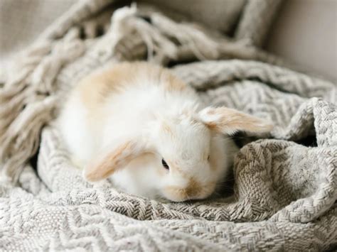 Exploring the Enchanting World of Mini Lop Bunny