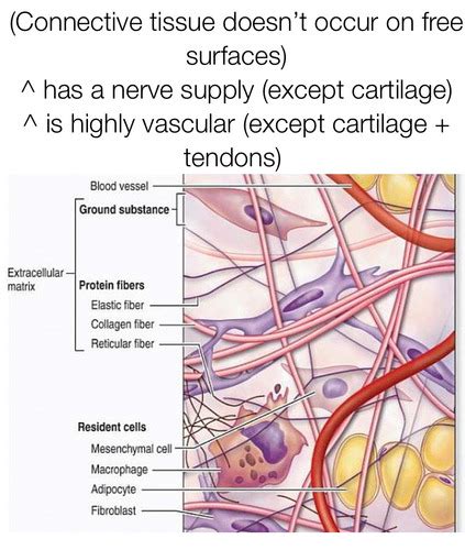 Introduction To Rheumatology Flashcards Quizlet