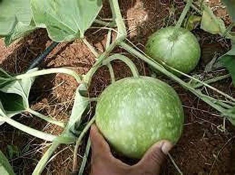 Kanaya Bottle Gourd Lauki Round Seed Price In India Buy Kanaya Bottle Gourd Lauki Round Seed