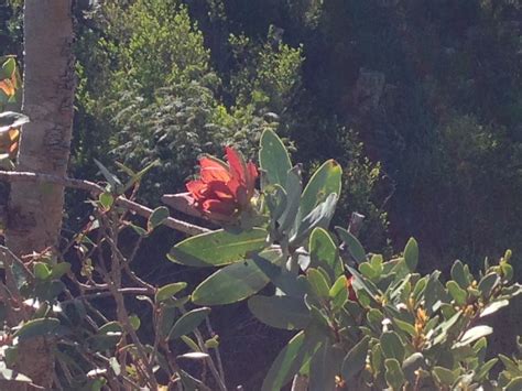 The Red Protea | The Fynbos Blog