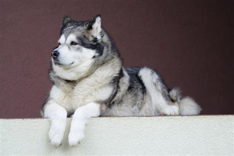 Cachorros que parecem lobos 15 raças FOTOS incríveis